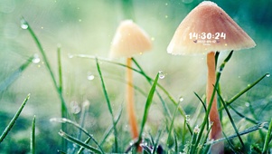唯美治愈蘑菇
