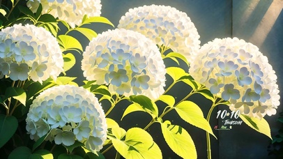 4k小清新绣球花