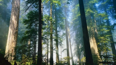 原始森林清晨鸟鸣