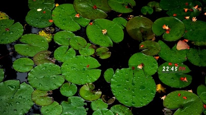 4k 治愈护眼雨天荷花池