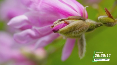 4K唯美梧桐树花朵