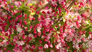 苹果树开花