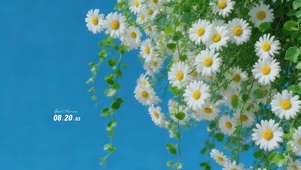 春日氛围感小雏菊