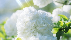 治愈绣球花