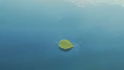 自由飘荡的绿叶～