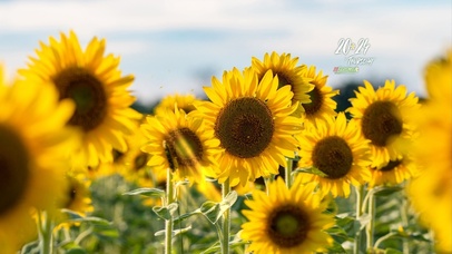 4K 清新向日葵