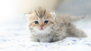 可爱猫咪
