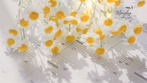 治愈唯美音乐小雏菊