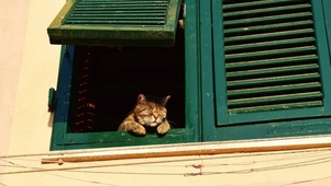 窗台的猫猫