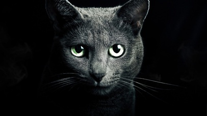 猫咪凝视炫酷壁纸