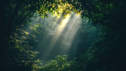 密林阳光