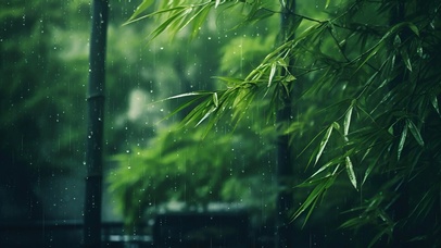 雨中竹林