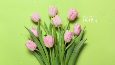 简约清新郁金香壁纸