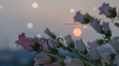 清新唯美夕阳喇叭花