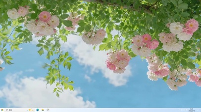 唯美蓝天下蔷薇花