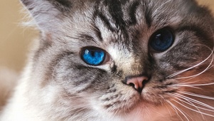 猫的私房3