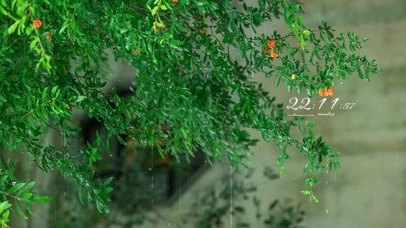 治愈护眼绿叶夏雨