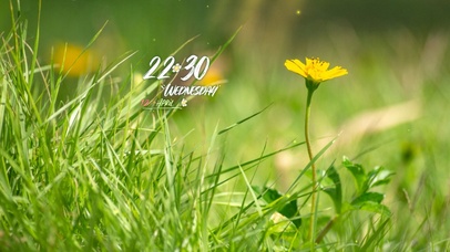 4k高清温暖花草风景桌面