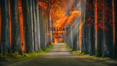 枫树林乡野小道