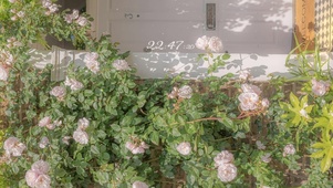 治愈阳光小清新鲜花