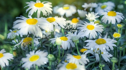 4k 治愈盛夏清新雏菊