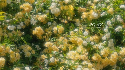 春分治愈清新花丛