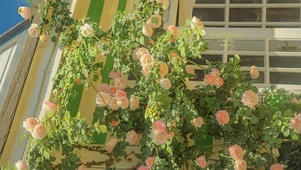 治愈唯美鲜花