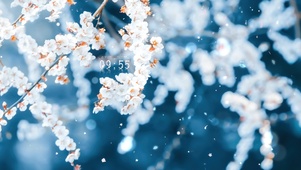 4K唯美治愈樱花