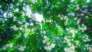 4K日系唯美樱花