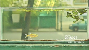 街头小鱼缸