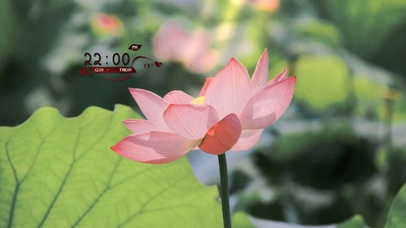 4k高清唯美荷花系列