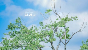 护眼蓝天绿叶