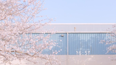 4K唯美治愈日系樱花