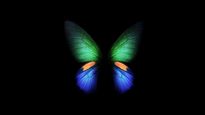 发光的蝴蝶