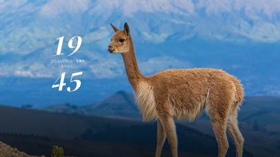 传奇骆驼