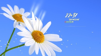 4k治愈小雏菊风景