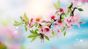 4k 治愈唯美春天桃花开