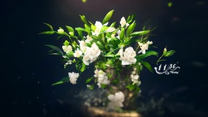4k栀子花
