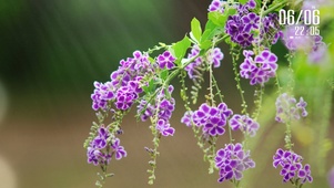 紫花