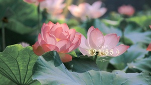 4k高清唯美荷花系列