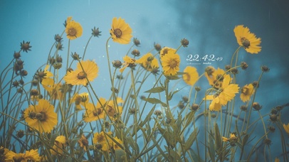 4k 治愈护眼雨中向日葵