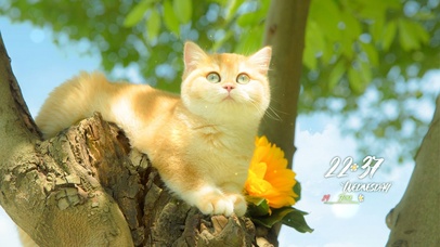 4K夏日清新猫咪