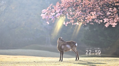 樱花与小鹿
