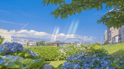 治愈唯美春天的花丛