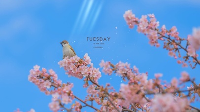 4k 治愈唯美樱花树上的小鸟