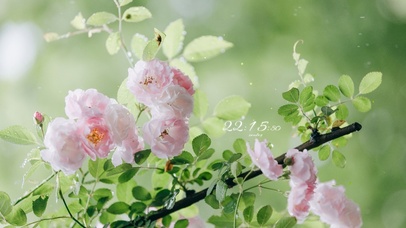 4K清新娇艳欲滴的蔷薇