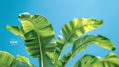 清新护眼绿色芭蕉叶