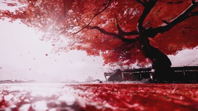 微风落叶 树影摇曳