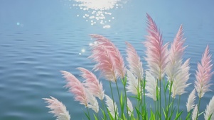 唯美粉彩芦苇丛