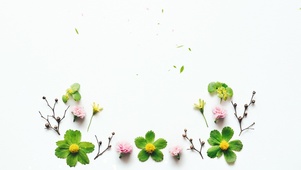 4k极简小清新花草壁纸